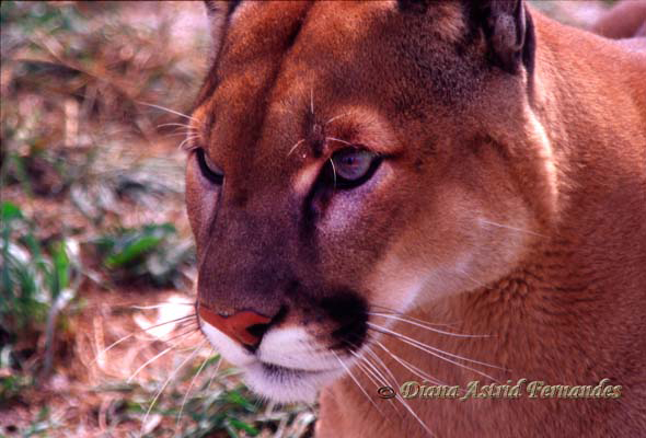 Cougar-portrait---sanctuary